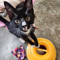 Thumbnail photo of French Vanilla #2