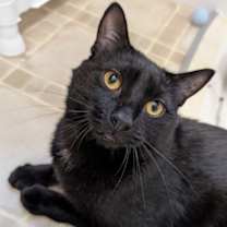 Thumbnail photo of Yin #1