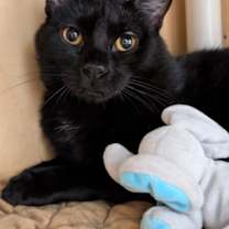 Thumbnail photo of Yin #3