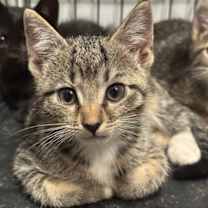 Thumbnail photo of Heather #1