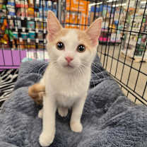 Thumbnail photo of Ralphie #1