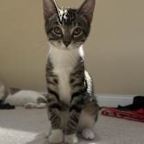adopt-pet