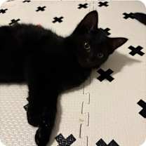 Thumbnail photo of Hiccup #3