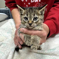 Thumbnail photo of Julius #2