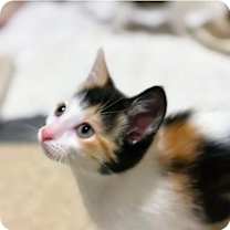 Thumbnail photo of Lily #1