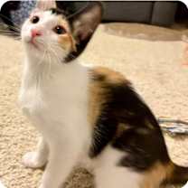 Thumbnail photo of Lily #2