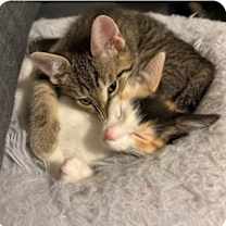 Thumbnail photo of Lily #3