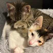 Thumbnail photo of Lily #4