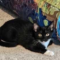 Thumbnail photo of Dottie #1