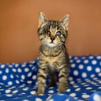 Thumbnail photo of BeeBee #4