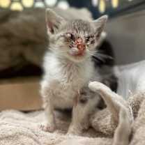 Thumbnail photo of Rabbit #3