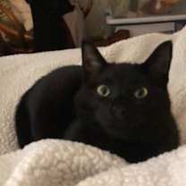 Thumbnail photo of BONDED PAIR: Ferguson and Candice #1