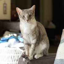 Thumbnail photo of BONDED PAIR: Ferguson and Candice #2