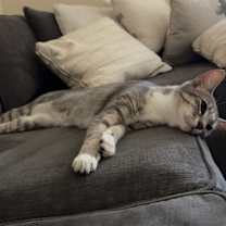 Thumbnail photo of BONDED PAIR: Ferguson and Candice #3