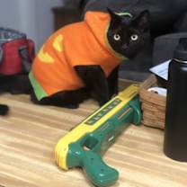 Thumbnail photo of BONDED PAIR: Ferguson and Candice #4