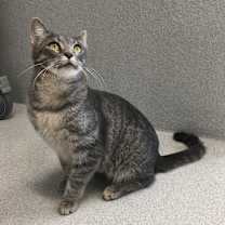 Thumbnail photo of Cream #1