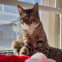 Thumbnail photo of Peeta #2