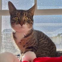 Thumbnail photo of Peeta #3