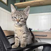 Thumbnail photo of Peanut Butter #2