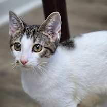 Thumbnail photo of Timmy #2