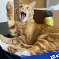 Thumbnail photo of Wyn #3