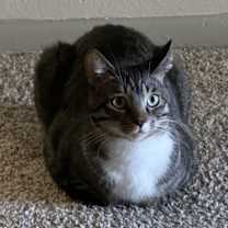 Thumbnail photo of Chino #1