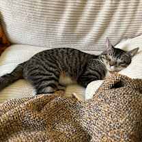 Thumbnail photo of Chino #3