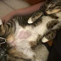 Thumbnail photo of Chino #4