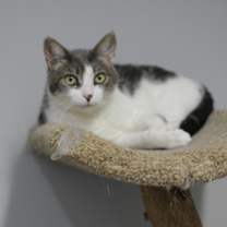 Thumbnail photo of Marvin & Mittens(F) #2