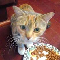 Thumbnail photo of KITTY PHILOMENIA #2