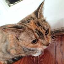 Thumbnail photo of KITTY PHILOMENIA #3