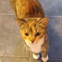 Thumbnail photo of KITTY PHILOMENIA #1