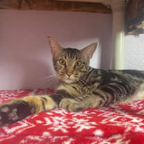 Thumbnail photo of Bambi #4