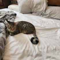 Thumbnail photo of Orbit #3