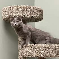 Thumbnail photo of Sutra Sailor #2