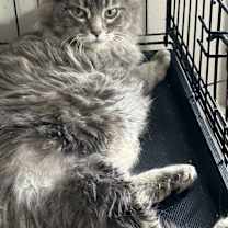 Thumbnail photo of Trixie #2