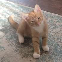 Thumbnail photo of Tigger #3