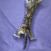 Thumbnail photo of PHOENIX #3