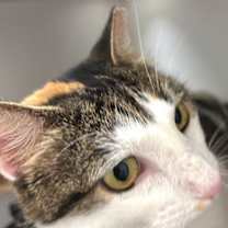 Thumbnail photo of Dinah is a Doll! Adopt ASAP! Stunning! #4