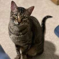 Thumbnail photo of Romeo (& Juliet) - bonded #1