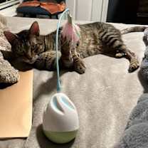 Thumbnail photo of Romeo (& Juliet) - bonded #2