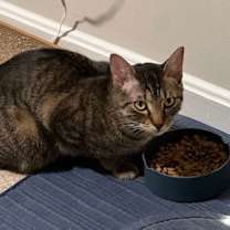 Thumbnail photo of Romeo (& Juliet) - bonded #3