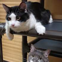 Thumbnail photo of Firefly (& Gideon) bonded #1