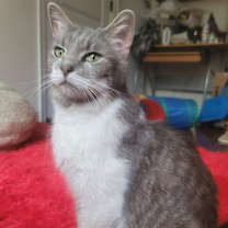 Thumbnail photo of Firefly (& Gideon) bonded #2