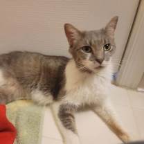 Thumbnail photo of Firefly (& Gideon) bonded #3