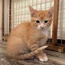 Thumbnail photo of Angelo #3