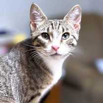 Thumbnail photo of Gumbus #1