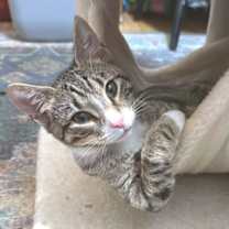 Thumbnail photo of Gumbus #2