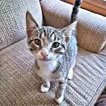 Thumbnail photo of Gumbus #3