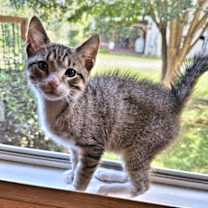 Thumbnail photo of Gumbus #4